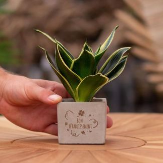 Ein Steintöpfchen mit dem Text "Gute Besserung" und einer Sansevieria-Pflanze darin, Geschenk-Tipp, Nikolaus-Tipp, Weihnachtsgeschenk, Kollege, 15 cm - Ø7,5 cm
