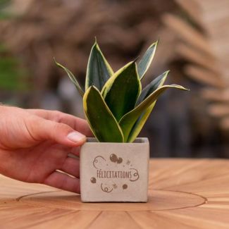 Ein Steintöpfchen mit dem Text "Félicitations" und einer Sansevieria-Pflanze darin, Geschenkidee, Nikolaus-Tipp, Weihnachtsgeschenk, Kollege, 15 cm - Ø7,5 cm