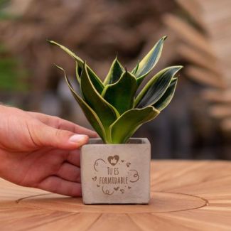 Ein Stetopf mit dem Text "Du bist großartig" und einem Sansevieria-Pflänzchen darin, Geschenk-Tipp, Nikolaus-Tipp, Weihnachtsgeschenk, Kollege, 15 cm - Ø7,5 cm