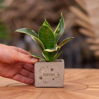 Ein Steintöpfchen mit dem Text "Willkommen" und einem Sansevieria-Pflänzchen darin, Geschenk-Tipp, Nikolaus-Tipp, Weihnachtsgeschenk, Kollege, 15 cm - Ø7,5 cm