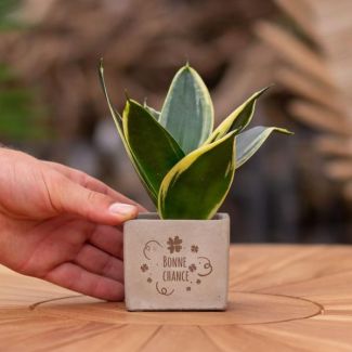 Ein Steingefäß mit dem Text "Viel Glück" und einer Sansevieria-Pflanze darin, Geschenk-Tipp, Nikolaus-Tipp, Weihnachtsgeschenk, Kollege, 15 cm - Ø7,5 cm