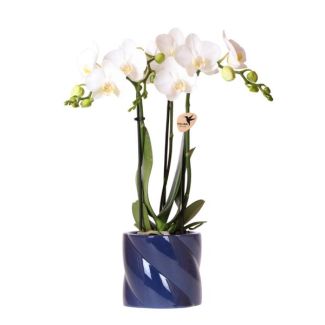 Geschenk-Tipp! Schmetterlingsorchidee Amabilis, Farbe Weiß, Candy Dektopf Blau, Blühende Zimmerpflanze, Phalaenopsis Orchideen, Topfgröße 09cm