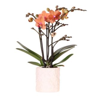 Geschenk-Tipp! Schmetterlingsorchidee Bolzano, Farbe Orange, Star Fish Ziertopf, Blühende Zimmerpflanze, Phalaenopsis-Orchideen, Topfgröße 09cm