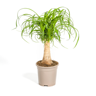 "Elefantenfuß", Grüne Zimmerpflanze auf Stamm, pflegeleicht, tropisches Aussehen, Beaucarnea recurvata Stamm Ø17cm - ↕50cm
