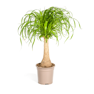 "Elefantenfuß", Grüne Zimmerpflanze auf Stamm, pflegeleicht, tropische Ausstrahlung, Beaucarnea recurvata Stamm Ø21cm - ↕70cm