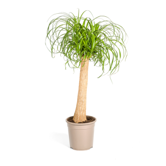 "Elefantenfuß", Grüne Zimmerpflanze auf Stamm, pflegeleicht, tropische Ausstrahlung, Beaucarnea recurvata Stamm Ø24cm - ↕90-100cm