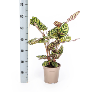 Makoyana-Kalatea Ø17cm - ↕40 - 50cm