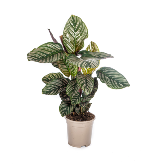 Zebrapflanze Calathea Ornata Sanderiana Höhe ca. 45 cm Ø 17 cm Streifenpflanze