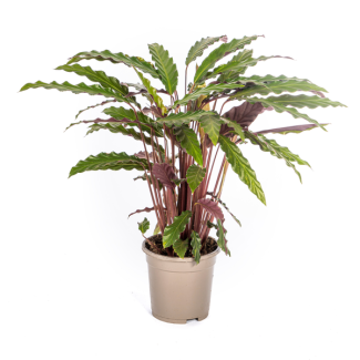 Calathea Rufibarba – Samtblatt Ø17cm – ↕40-50cm – Tropische Zimmerpflanze