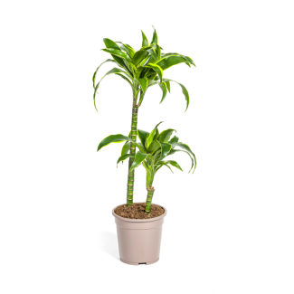 Dracaena-Pflanze Dorado, Dunkelgrüne Blätter mit subtilen gelben Rändern. Tropische Ausstrahlung, grüne Zimmerpflanze, Dracaena deremensis Dorado Ø19cm - ↕80cm