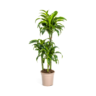 Dracaena Pflanze Dorado, Dunkelgrüne Blätter mit subtilen gelben Rändern. Tropische Ausstrahlung, grüne Zimmerpflanze, Dracaena deremensis Dorado Ø21cm - ↕110cm