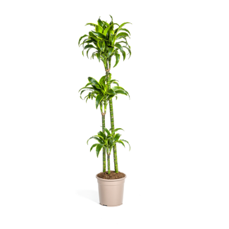 Dracaena-Pflanze Dorado, Dunkelgrüne Blätter mit subtilen gelben Rändern. Tropische Ausstrahlung, grüne Zimmerpflanze, Dracaena deremensis Dorado Ø24cm - ↕130cm