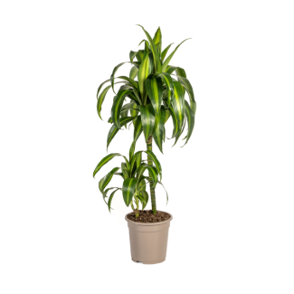 Dracaena 'Hawaiian Sunshine', Grünes Blatt mit hellen Streifen. Tropische Ausstrahlung, Grüne Zimmerpflanze, Dracaena deremensis 'Hawaiian Sunshine' Ø19cm - ↕80cm
