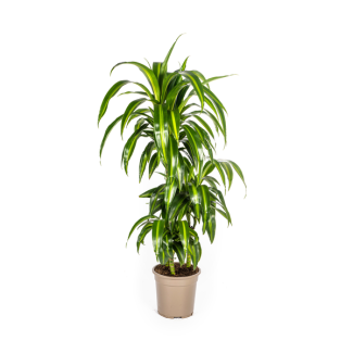 Dracaena 'Hawaiian Sunshine', Grünes Blatt mit hellen Streifen. Tropische Ausstrahlung, Grüne Zimmerpflanze, Dracaena deremensis 'Hawaiian Sunshine' Ø21cm - ↕100cm