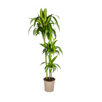Dracaena 'Hawaiian Sunshine', Grünes Blatt mit hellen Streifen. Tropische Ausstrahlung, Grüne Zimmerpflanze, Dracaena deremensis 'Hawaiian Sunshine' Ø24cm - ↕140cm