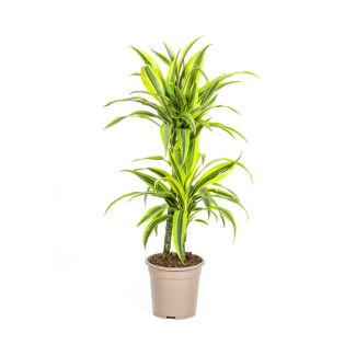 Dracaena Pflanze Lemon Lime, Felgrünes Blatt mit Breiten Gelben Rändern. Tropische Ausstrahlung, Grüne Zimmerpflanze, Dracaena Deremensis Lemon Lime Ø19cm - ↕80cm