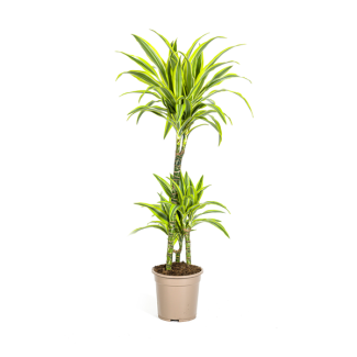 Dracaena Pflanze Lemon Lime, Hellgrünes Blatt mit Breiten Gelben Rändern. Tropische Ausstrahlung, Grüne Zimmerpflanze, Dracaena deremensis Lemon Lime Ø21cm - ↕100cm