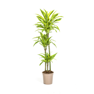 Dracaena Pflanze Lemon Lime, Grünes Blatt mit Weißen Rändern. Tropische Ausstrahlung, Grüne Zimmerpflanze, Dracaena deremensis Lemon Lime Ø24cm - ↕140cm