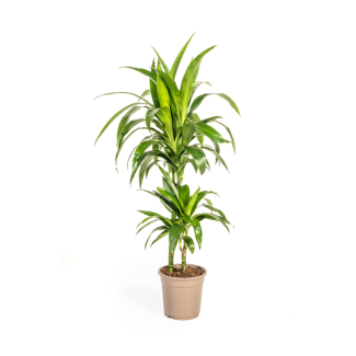 Dracaena-Pflanze Lisa, Dunkelgrünes Blatt. Tropische Ausstrahlung, Grüne Zimmerpflanze, Dracaena deremensis Lisa Ø19cm - ↕80cm
