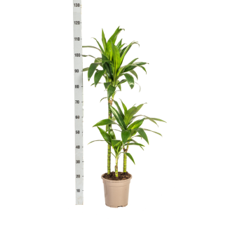 Dracaena deremensis 'Lisa' Ø21cm - ↕90 - 110cm