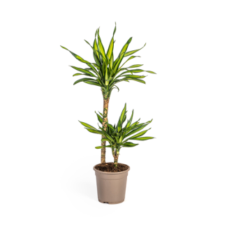Der Drachenbaum, Grünes Blatt mit weißen Rändern. Tropische Ausstrahlung, Grüne Zimmerpflanze, Dracaena deremensis Rikki Ø19cm - ↕80cm