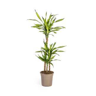Dracaena-Pflanze Rikki, Grünes Blatt mit Weißen Rändern. Tropische Ausstrahlung, Grüne Zimmerpflanze, Dracaena deremensis Rikki Ø21cm - ↕100cm