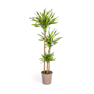 Dracaena-Pflanze Rikki, Grünes Blatt mit Weißen Rändern, Tropische Ausstrahlung, Grüne Zimmerpflanze, Dracaena deremensis Rikki Ø24cm - ↕140cm