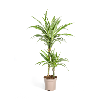 Der Drachenbaum, Blatt mit Gelben oder Hellgrünen Rändern. Tropische Ausstrahlung, Grüne Zimmerpflanze, Dracaena deremensis White Stripe Ø19cm - ↕80cm
