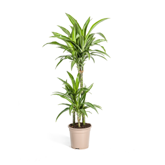 Der Drachenbaum, Blatt mit Gelben oder Hellgrünen Rändern. Tropische Ausstrahlung, Grüne Zimmerpflanze, Dracaena deremensis White Stripe Ø21cm - ↕100cm