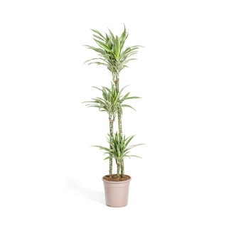 Der Drachenbaum, Blatt grün mit weißen Streifen an den Rändern. Tropische Ausstrahlung, grüne Zimmerpflanze, Dracaena deremensis White Stripe Ø24cm - ↕140cm