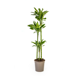 Goldrand-Dracaena, grüne/gelbe Blätter. Tropische Ausstrahlung, grüne Zimmerpflanze, Dracaena fragrans Golden Coast Ø24cm - ↕140cm