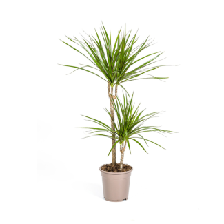 Der Grüne Drachenbaum, Schmale, Spitzige, Tiefgrüne Blätter. Tropische Ausstrahlung, Grüne Zimmerpflanze, Dracaena Marginata Green Ø19cm - ↕80cm