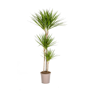 Der grüne Drachenbaum, schmale, spitze, tiefgrüne Blätter. Tropische Ausstrahlung, grüne Zimmerpflanze, Dracaena Marginata Green Ø24cm - ↕140cm