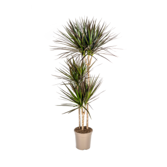 Magenta Drachenbaum, Blätter mit tiefrotem bis magentafarbenem Rand. Tropische Ausstrahlung, Zimmerpflanze, Dracaena Marginata Magenta Ø24cm - ↕140cm