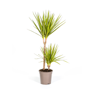 Der Drachenbaum, Blatt mit gelben oder hellgrünen Rändern. Tropische Ausstrahlung, grüne Zimmerpflanze, Dracaena Marginata Sunray Ø19cm - ↕80-100cm