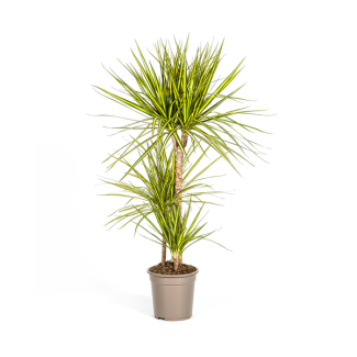 Der Drachenbaum, Blatt mit Gelben oder Hellgrünen Rändern. Tropische Ausstrahlung, Grüne Zimmerpflanze, Dracaena Marginata Sunray Ø21cm -↕100-110cm