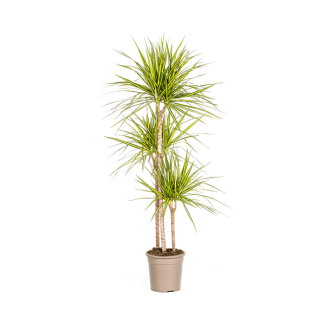 Der Drachenbaum, Blatt mit Gelben oder Hellgrünen Rändern. Tropische Ausstrahlung, Grüne Zimmerpflanze, Dracaena Marginata Sunray Ø24cm - ↕140cm