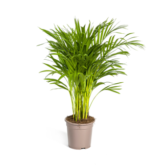 Areca-Palme, Goldpalme, Tropische Atmosphäre, Grüne Pflanze, Dypsis Areca Lutescens Ø19cm - ↕90cm