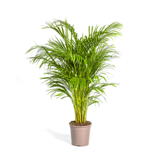 Goldpalme Dypsis Areca Lutescens Höhe ca. 140 cm Topfgröße Ø24 cm Areca-Palme
