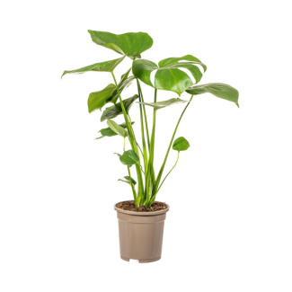Die Monstera Tauerii, Herzförmige Blätter, Fensterblatt, Grüne Zimmerpflanze, Monstera Deliciosa Tauerii Ø17cm - ↕60cm