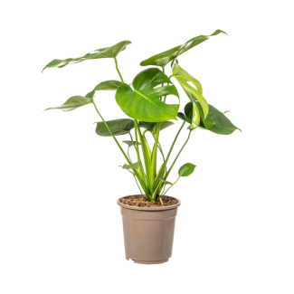 Die Monstera Tauerii, Herzförmige Blätter, Fensterblatt, Grüne Zimmerpflanze, Monstera Deliciosa Tauerii Ø19cm - ↕80cm
