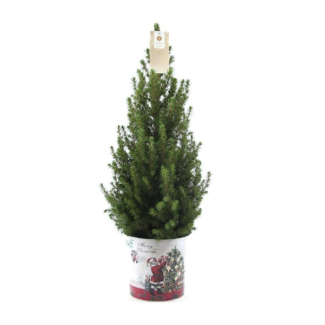 2x Kleine Weihnachtsbäume mit Weihnachtsdeko-Topf ca. 70 cm Höhe Topf Ø19 cm - Picea glauca Conica - Fichte
