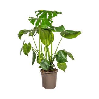 Die Monstera Tauerii, Herzförmige Blätter, Fensterblatt, Grüne Zimmerpflanze, Monstera Deliciosa Tauerii Ø21cm - ↕80cm