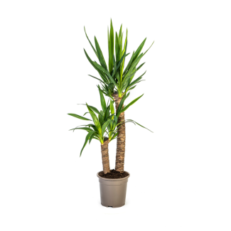 Riesen-Yucca auch bekannt als Palmlilie, Grüne Zimmerpflanze, Tropische Sphären, Yucca elephantipes Ø19cm - ↕80cm