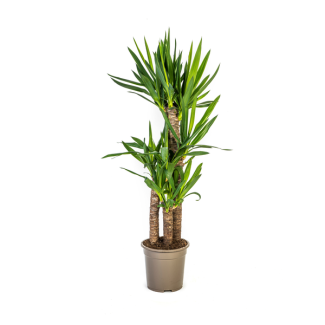 Riesen-Yucca auch bekannt als Palmlilie, Grüne Zimmerpflanze, Tropische Sphären, Yucca Elephantipes Ø21cm - ↕100cm
