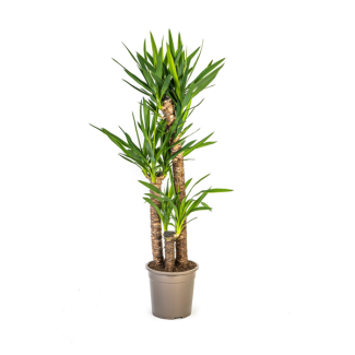 Riesen-Yucca auch bekannt als Palmlilie, Grüne Zimmerpflanze, Tropische Sphären, Yucca Elephantipes Ø24cm - ↕130cm