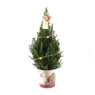 2 Stück Kleine Weihnachtsbäume in Weihnachtsdeko-Topf ca. 70 cm hoch Sternenbeleuchtung mit Batterien - Weißtanne (Picea glauca 'Conica')