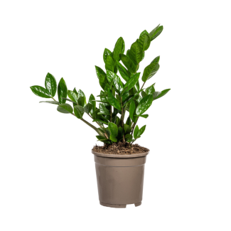 Die ZZ-Pflanze, Grüne Pflanze, Pflegeleicht, Zamioculcas zamiifolia Ø17cm - ↕40cm