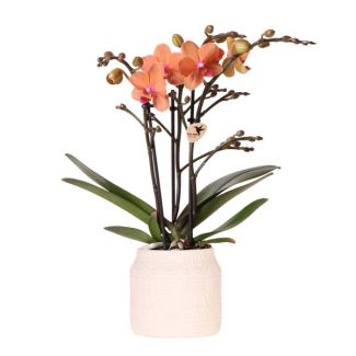 Geschenk-Tipp! Schmetterlingsorchidee Bolzano, Farbe Orange, Hieroglyphen-Übertopf Off White, blühende Zimmerpflanze, Phalaenopsis-Orchideen, Topfgröße 09cm