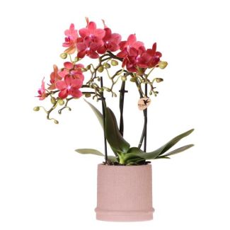 Geschenk-Tipp! Schmetterlingsorchidee Kongo, Farbe Rot/Braun, Bali Ziertopf Sand, Blühende Zimmerpflanze, Phalaenopsis Orchideen, Topfgröße 09cm